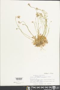 Teesdalia nudicaulis image