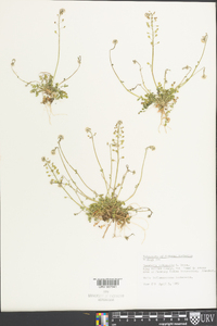 Teesdalia nudicaulis image