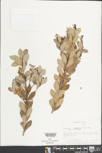 Cliftonia monophylla image