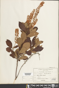 Clethra alnifolia image