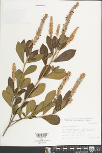 Clethra alnifolia image