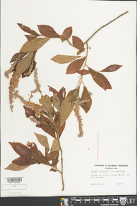 Clethra alnifolia image