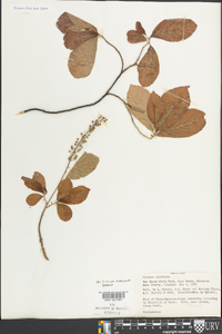 Clethra alnifolia image