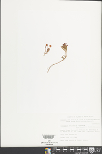 Andromeda polifolia image
