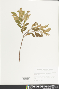 Chamaedaphne calyculata image