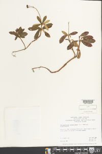 Chimaphila umbellata image