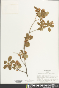 Enkianthus campanulatus image