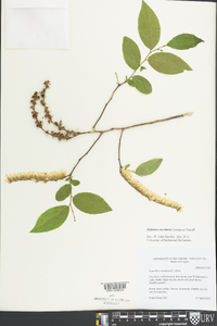 Eubotrys racemosa image