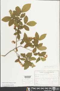 Eubotrys racemosa image