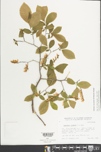 Eubotrys racemosa image