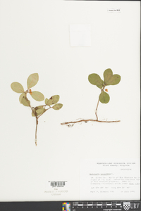 Gaultheria procumbens image