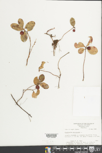 Gaultheria procumbens image