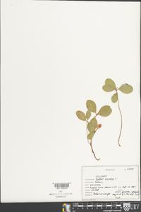 Gaultheria procumbens image