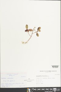 Gaultheria procumbens image