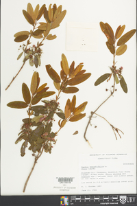 Kalmia angustifolia image