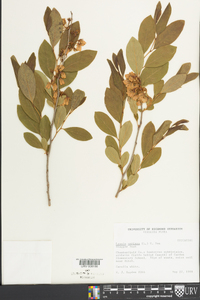 Lyonia mariana image