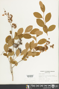 Lyonia mariana image