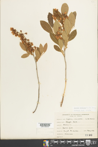 Lyonia mariana image