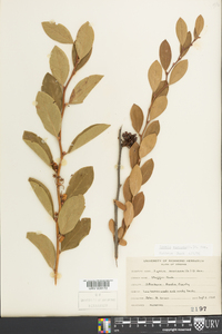 Lyonia mariana image