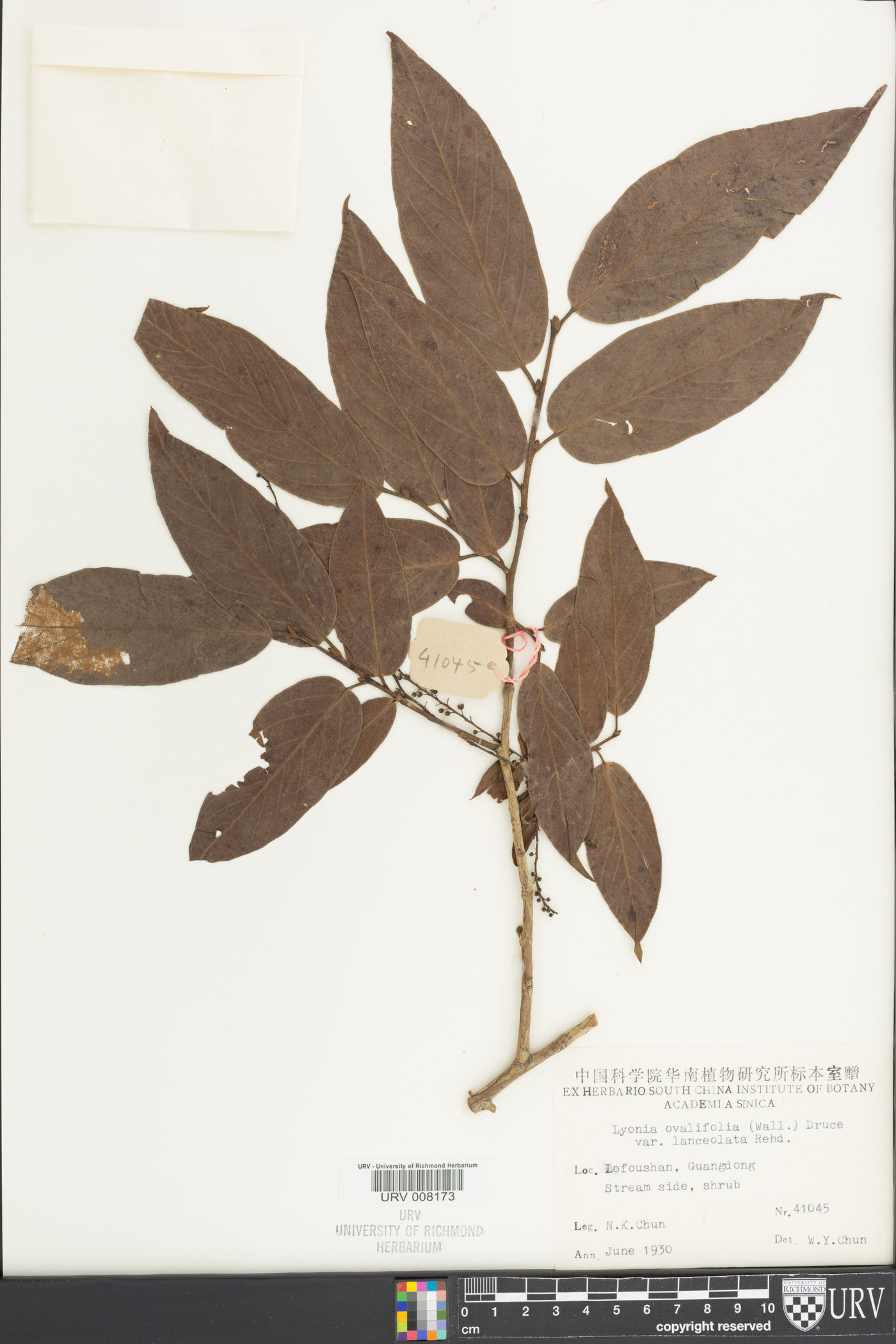 Lyonia ovalifolia image