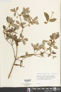 Rhododendron pilosum image