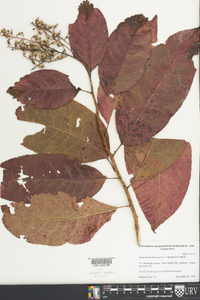 Oxydendrum arboreum image