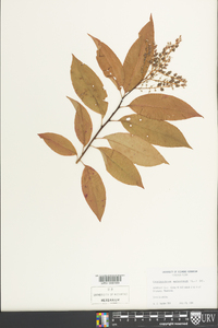 Oxydendrum arboreum image