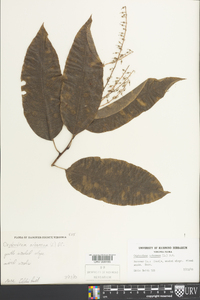 Oxydendrum arboreum image