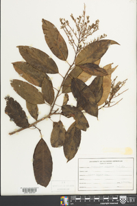 Oxydendrum arboreum image