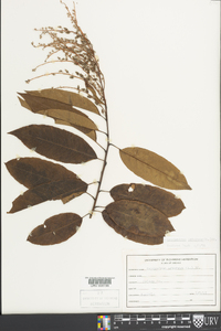 Oxydendrum arboreum image