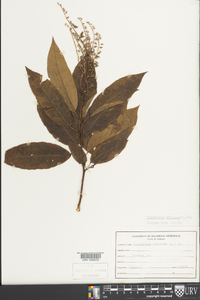 Oxydendrum arboreum image