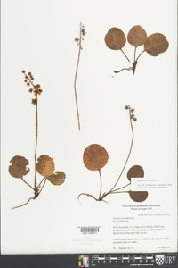 Pyrola americana image