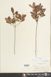 Rhododendron atlanticum image