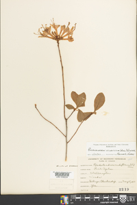 Rhododendron atlanticum image