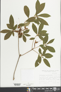 Rhododendron calendulaceum image