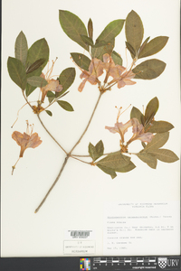 Rhododendron calendulaceum image