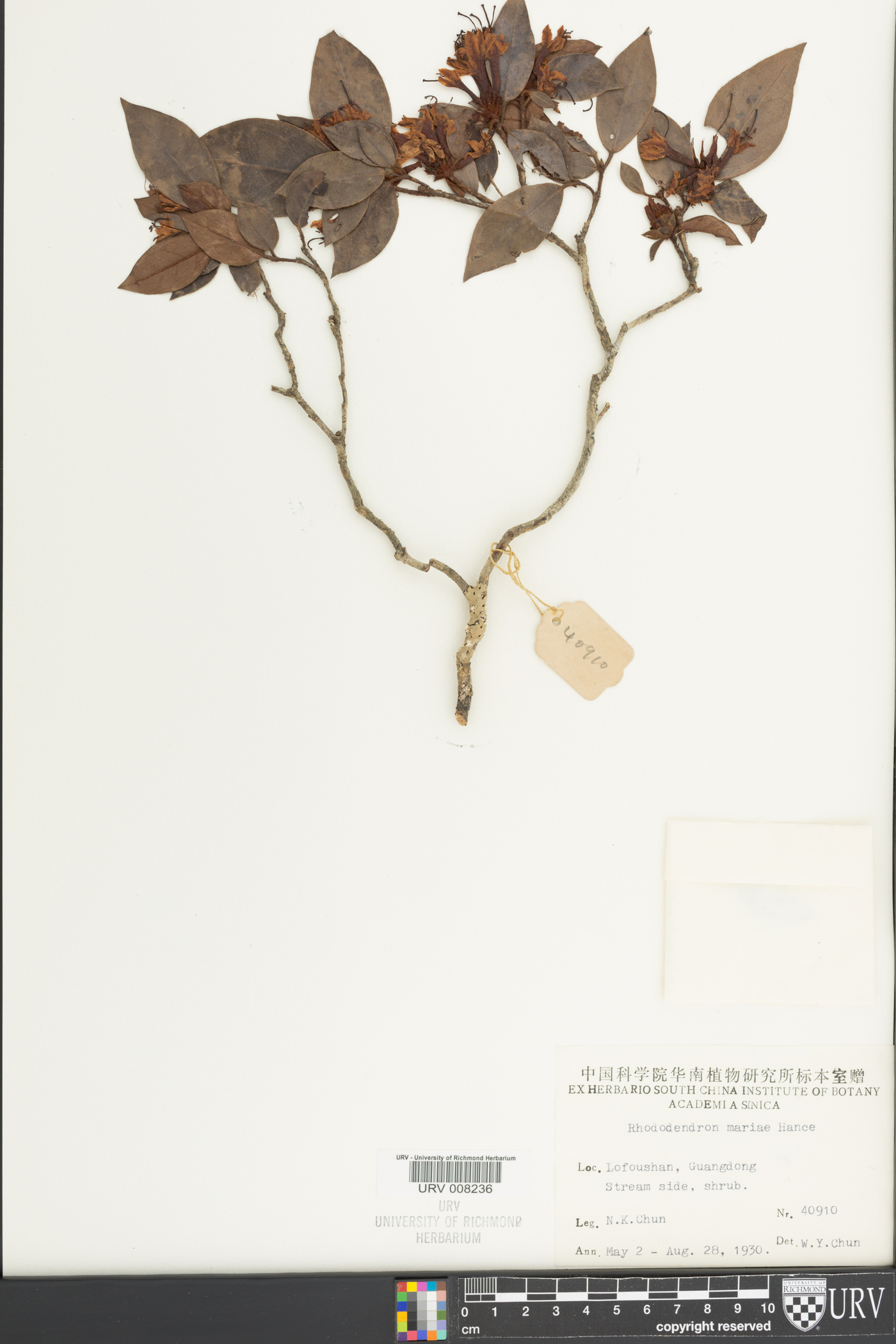 Rhododendron mariae image