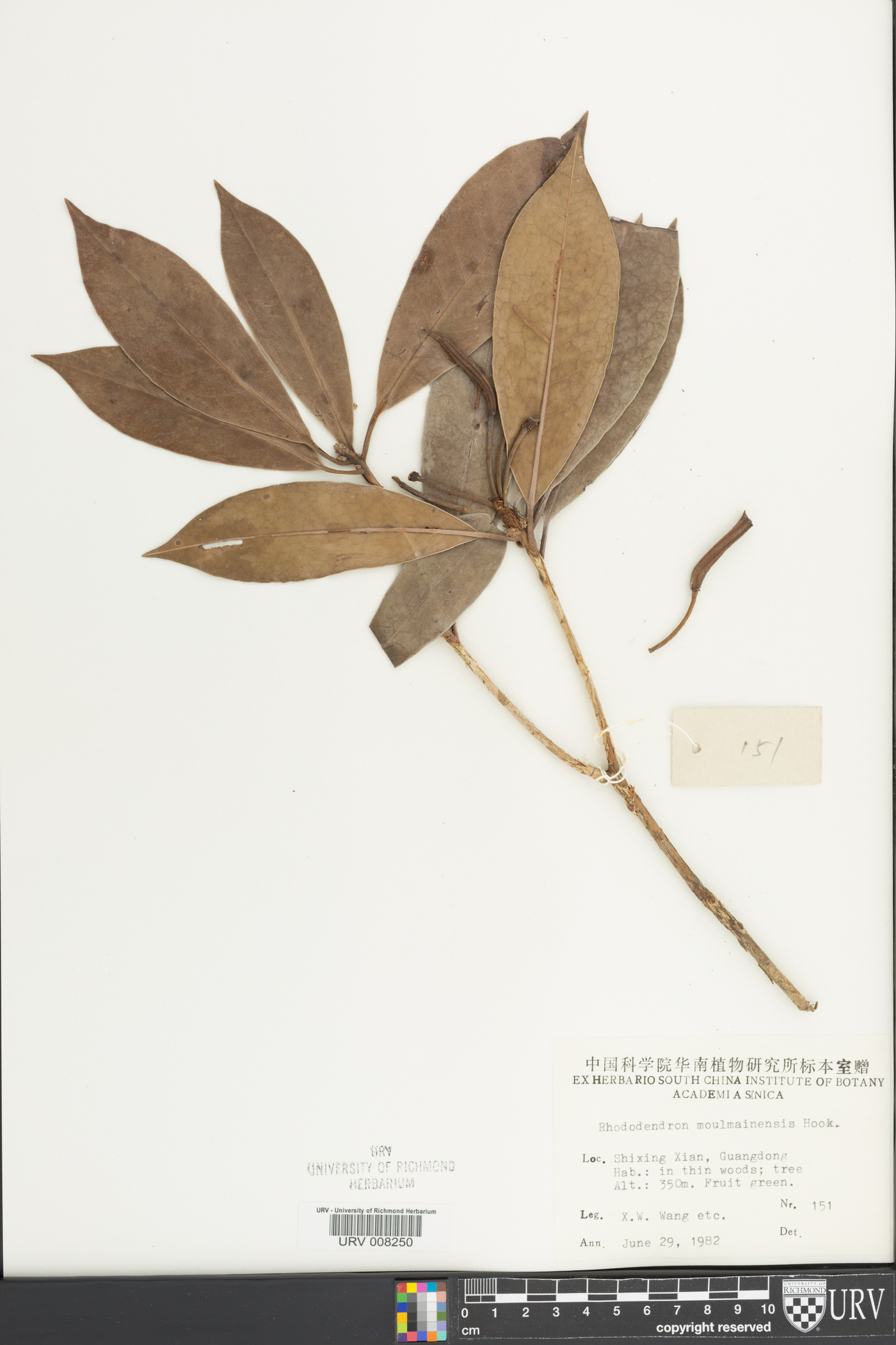 Rhododendron moulmainense image