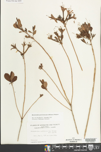 Rhododendron periclymenoides image