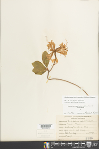 Rhododendron periclymenoides image