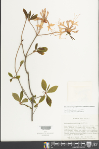 Rhododendron periclymenoides image