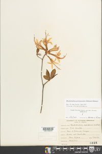 Rhododendron periclymenoides image