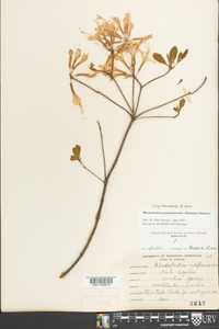 Rhododendron periclymenoides image