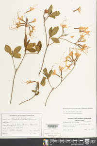 Rhododendron periclymenoides image