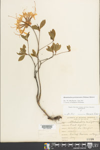 Rhododendron periclymenoides image