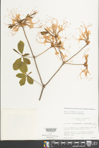 Rhododendron periclymenoides image