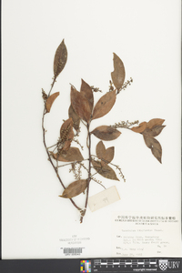 Vaccinium bracteatum image