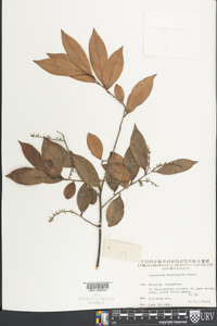 Vaccinium bracteatum image