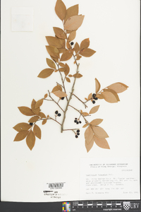 Vaccinium fuscatum image