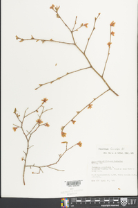 Vaccinium fuscatum image